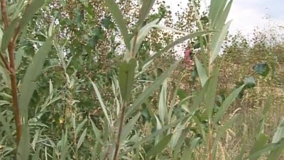 Charming Martine E's sapor is rammed permanent